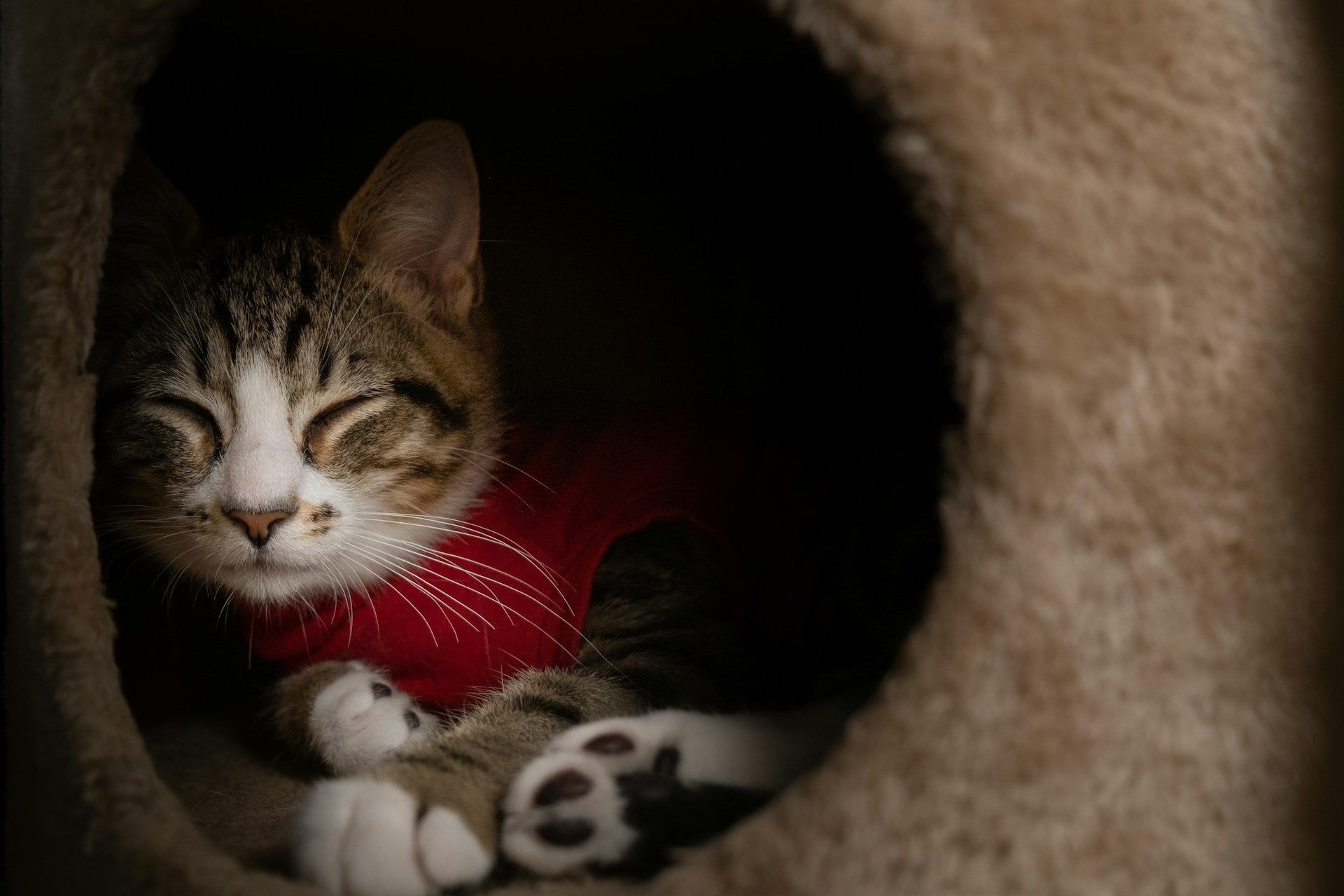 5 Essential Tips for Keeping Your Cat Happy and Healthy